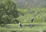 Sundarban Tour